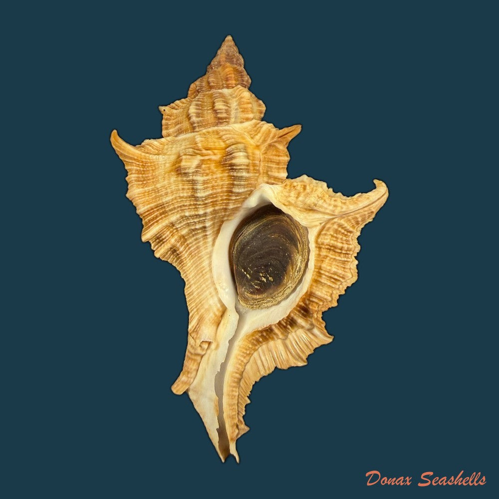 siratus-senegalensis-gmelin-1791-59mm-copia