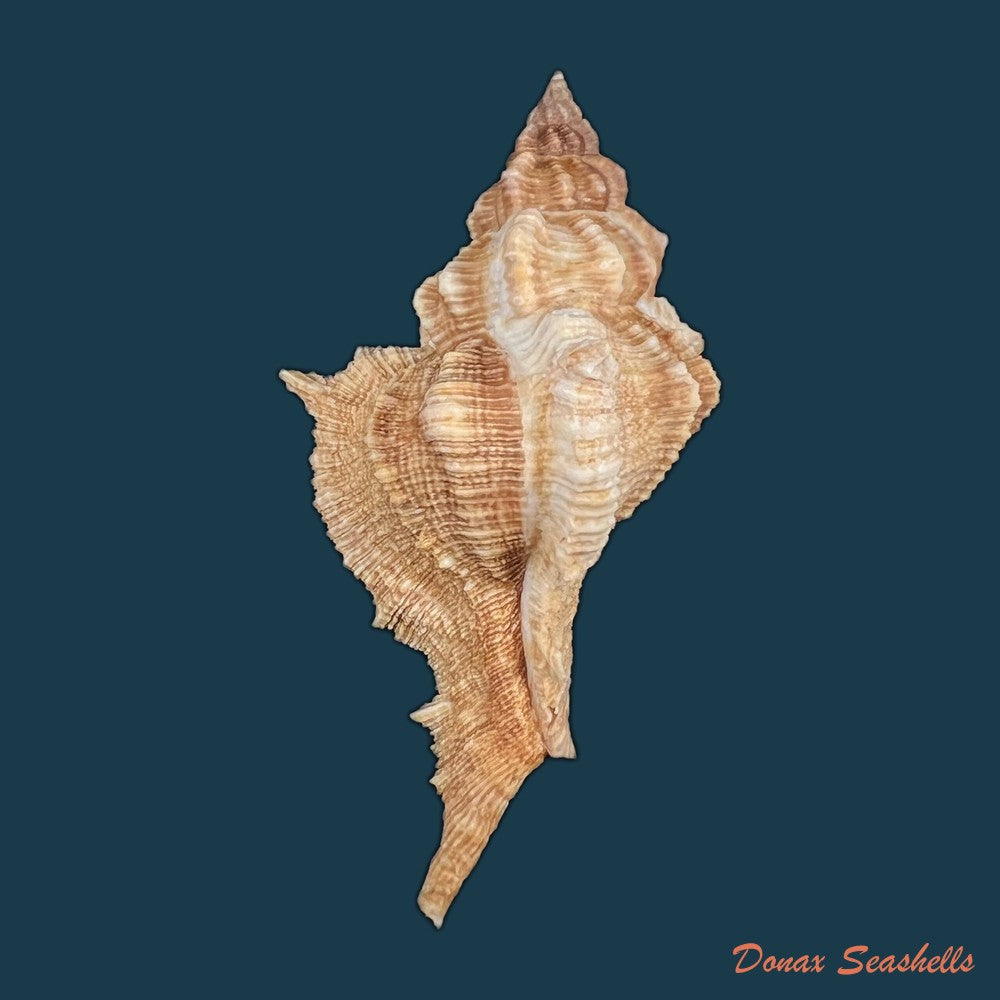 siratus-senegalensis-gmelin-1791-66-9mm-copia