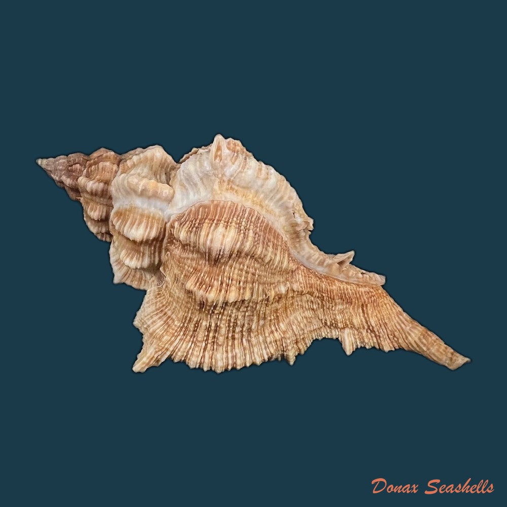 siratus-senegalensis-gmelin-1791-66-9mm-copia