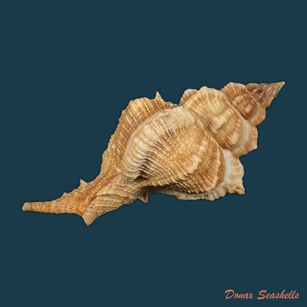 siratus-senegalensis-gmelin-1791-66-9mm-copia