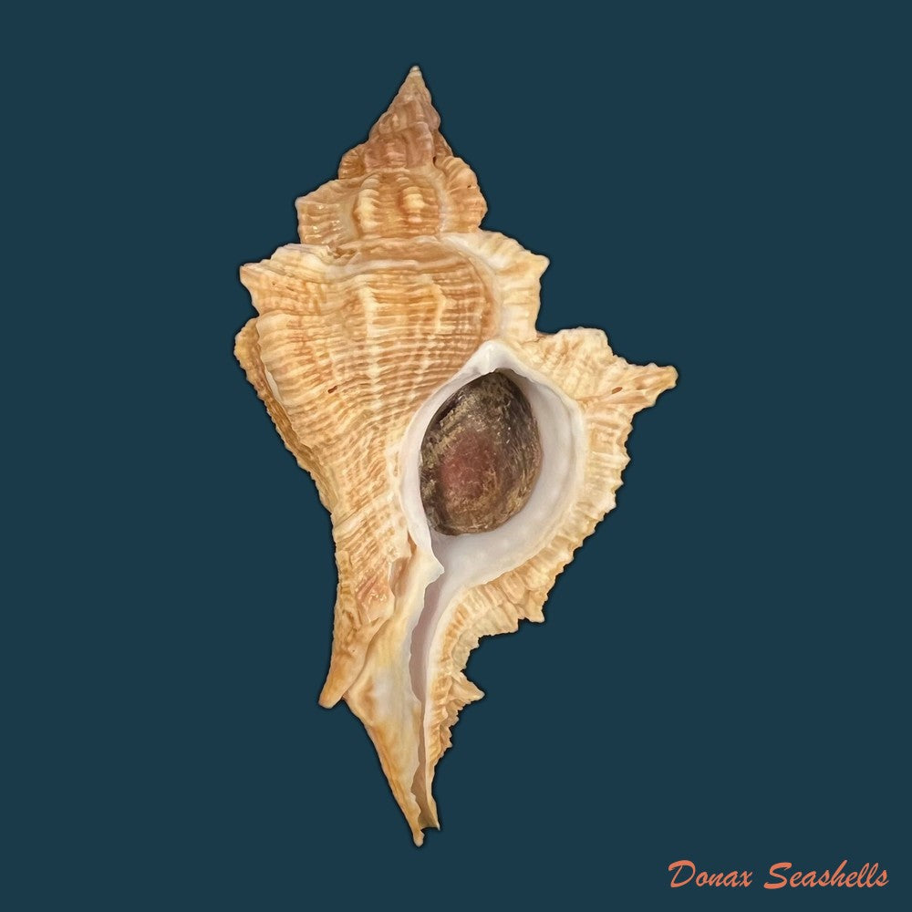 siratus-senegalensis-gmelin-1791-66-9mm-copia