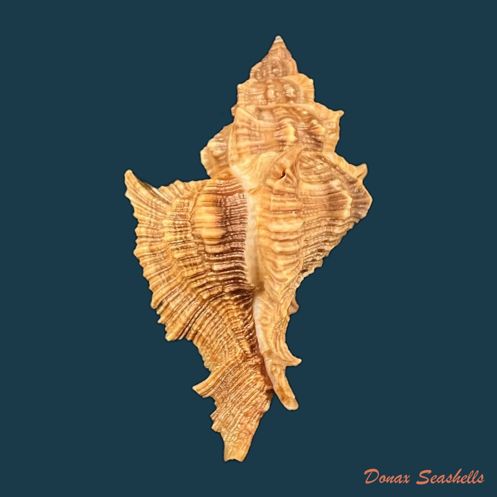 siratus-senegalensis-gmelin-1791-67-7mm-copia-1