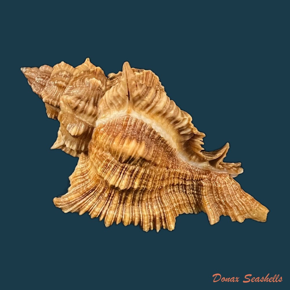 siratus-senegalensis-gmelin-1791-67-7mm-copia-1