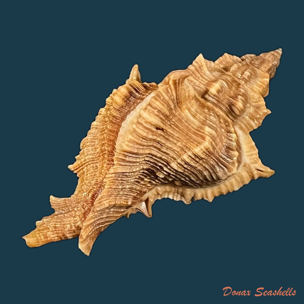 siratus-senegalensis-gmelin-1791-67-7mm-copia-1