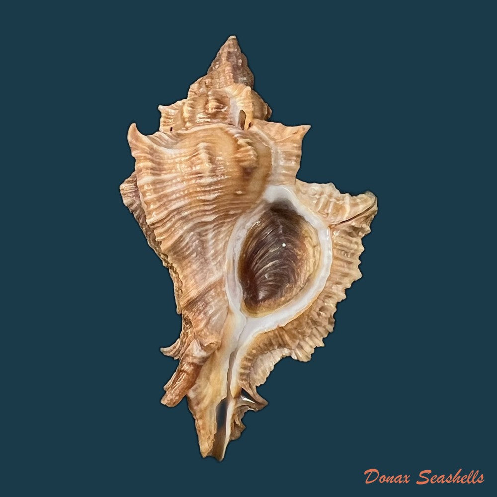 siratus-senegalensis-gmelin-1791-67-7mm-copia-1