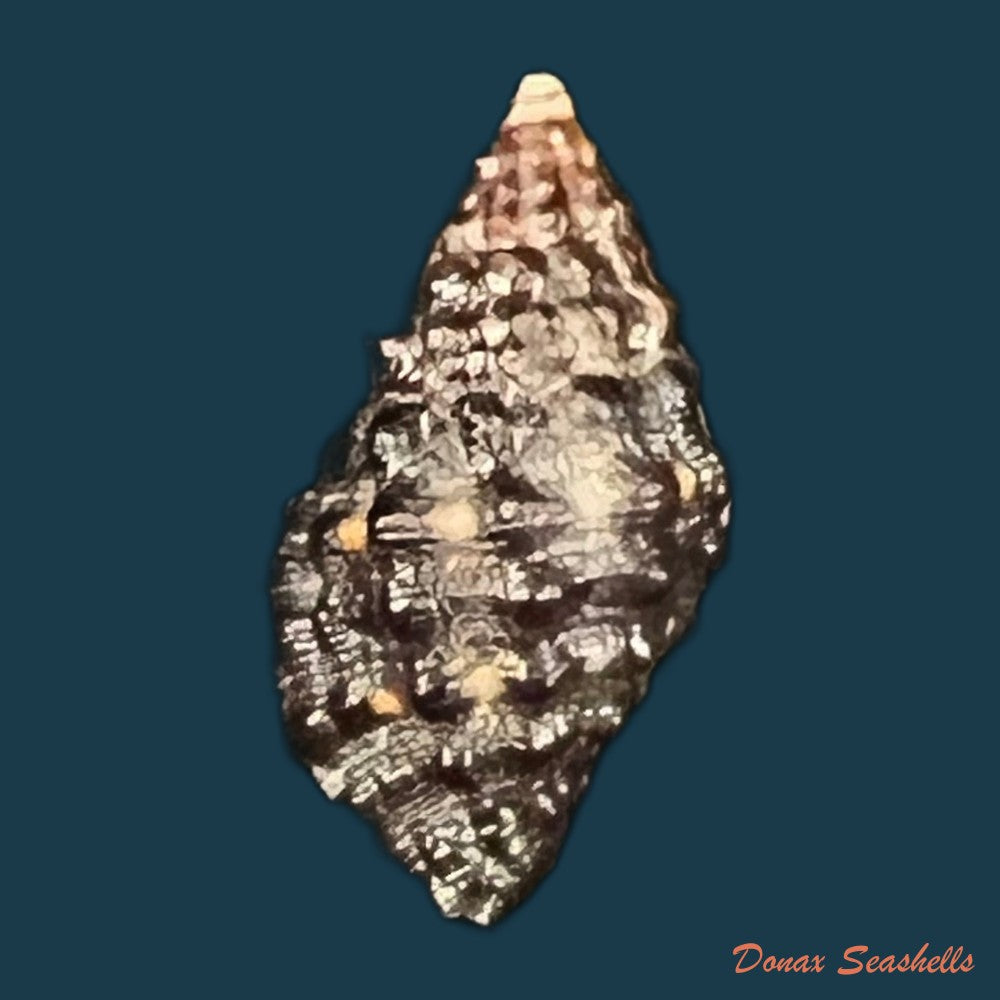 siratus-senegalensis-gmelin-1791-67-7mm-copia