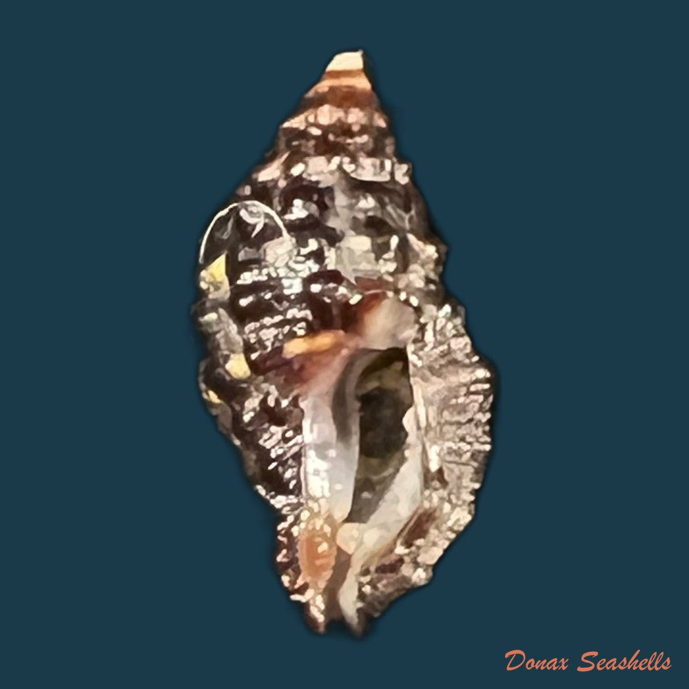siratus-senegalensis-gmelin-1791-67-7mm-copia
