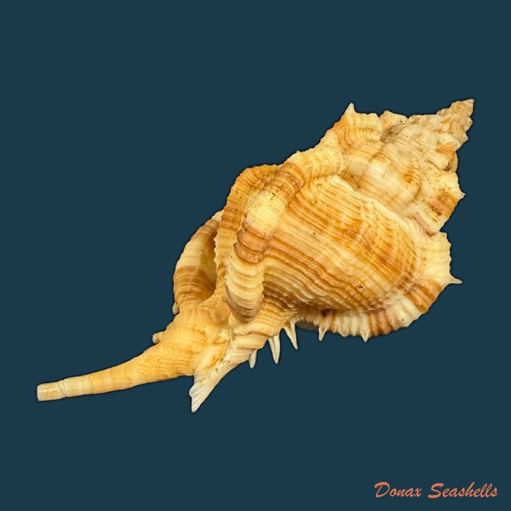 siratus-senegalensis-gmelin-1791-78mm-copia