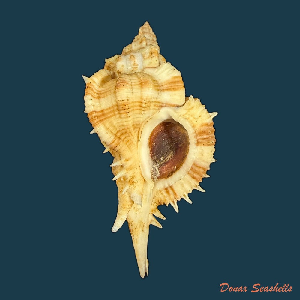 siratus-senegalensis-gmelin-1791-78mm-copia