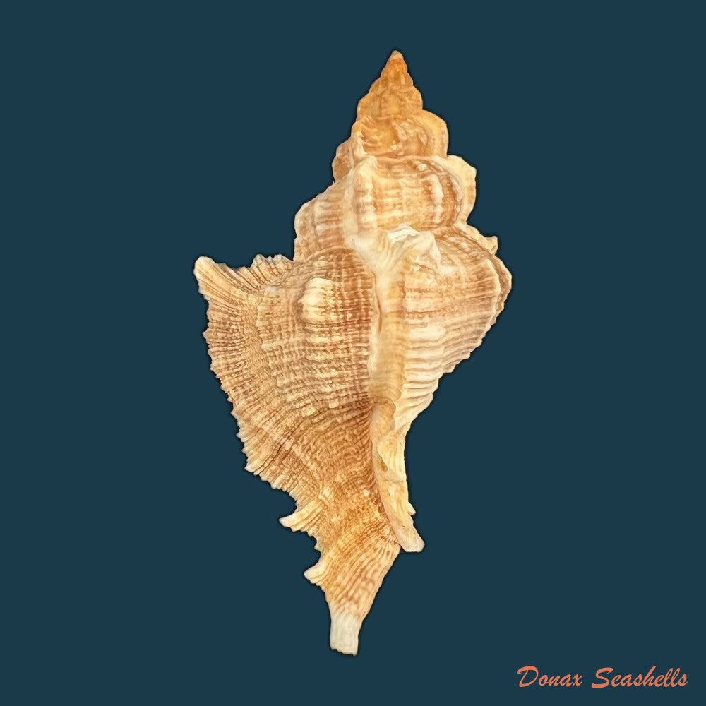 siratus-senegalensis-gmelin-1791-87-3mm-copia