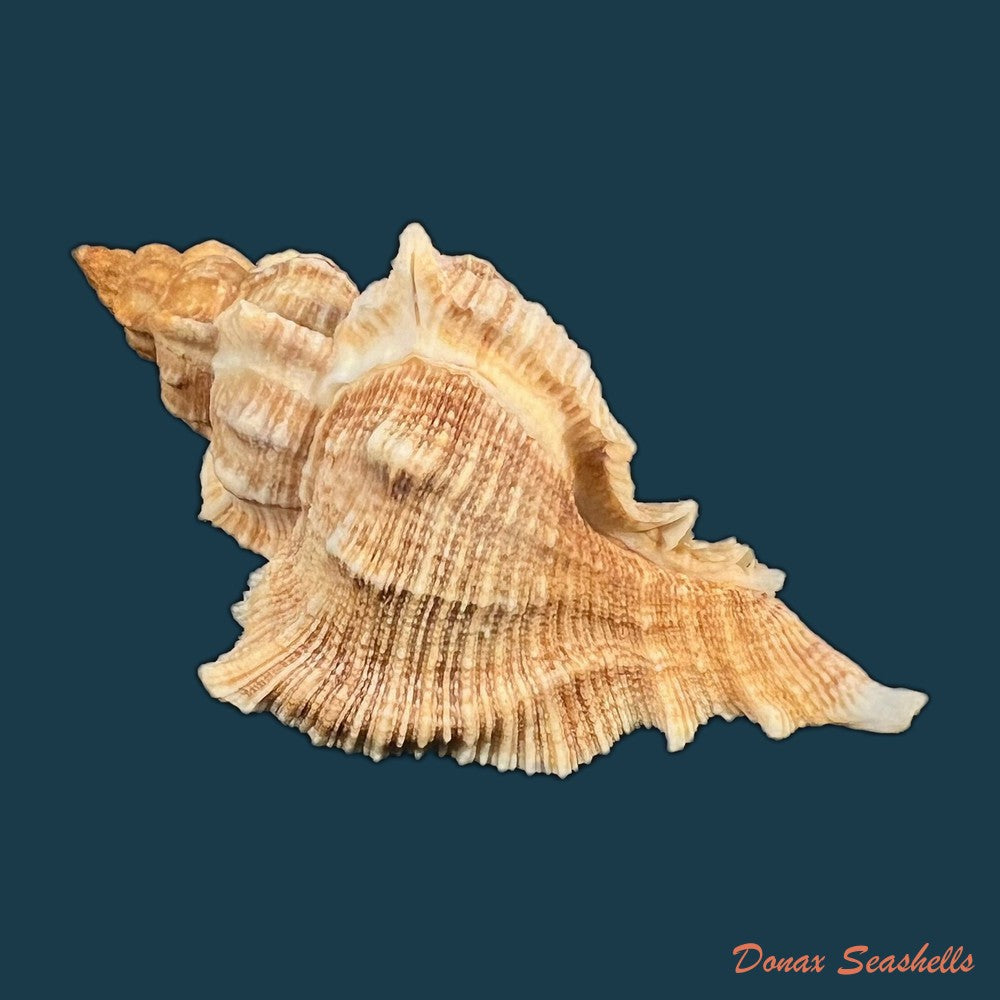 siratus-senegalensis-gmelin-1791-87-3mm-copia