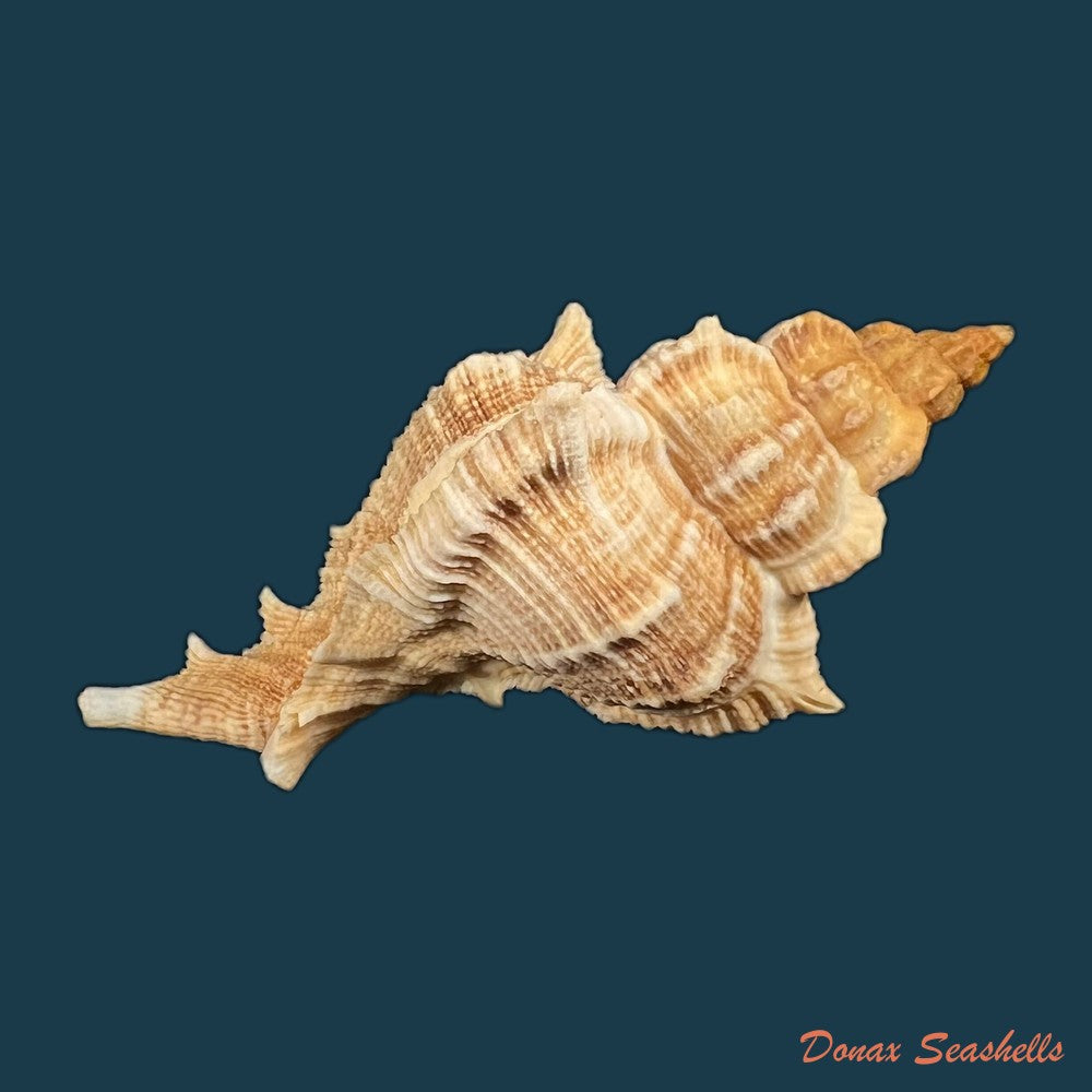 siratus-senegalensis-gmelin-1791-87-3mm-copia