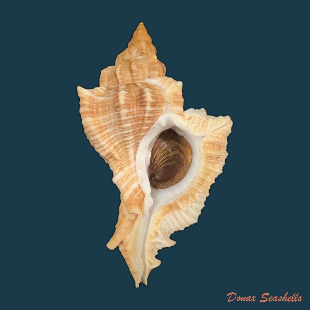 siratus-senegalensis-gmelin-1791-87-3mm-copia