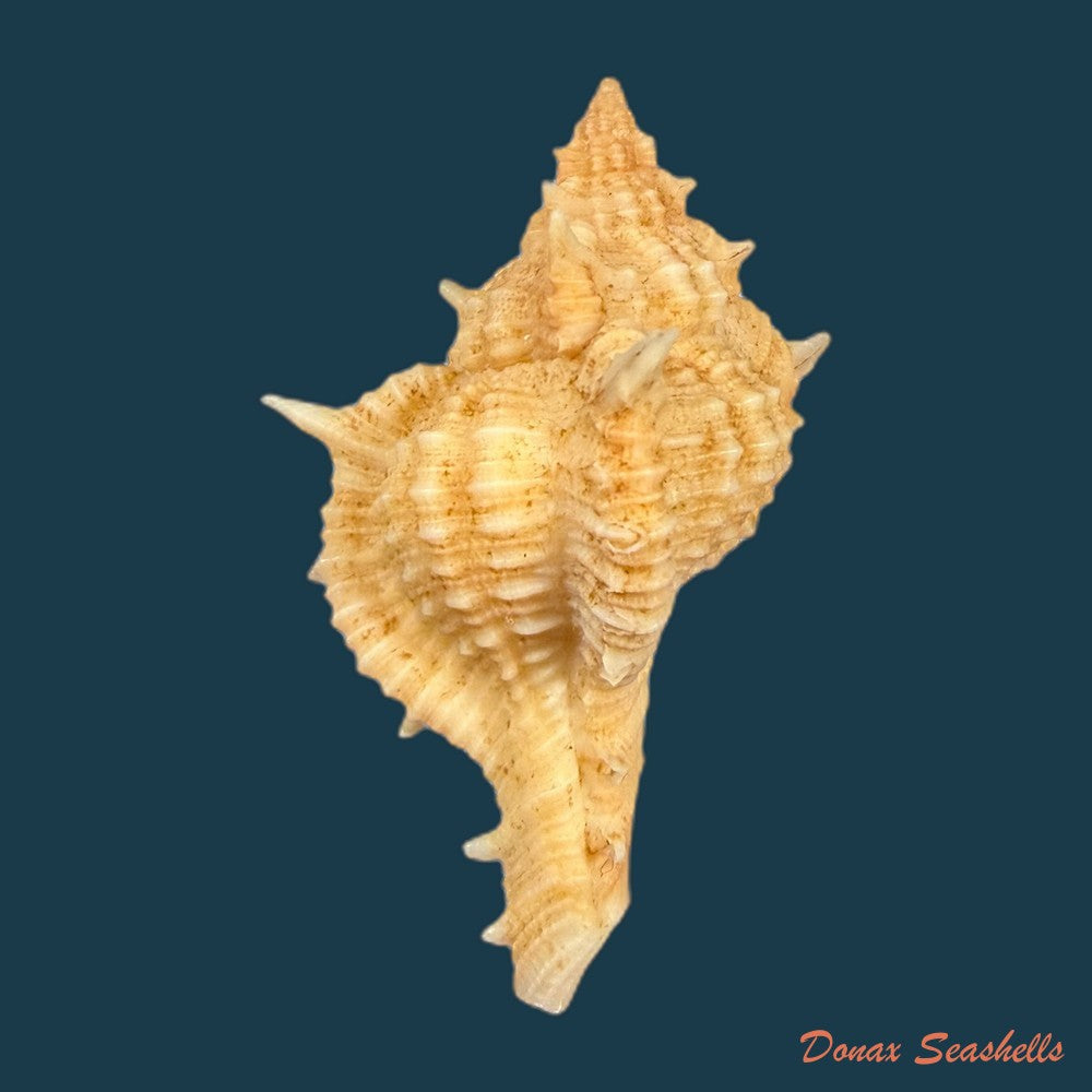 siratus-springeri-h-r-bullis-1964-44-2mm-copia