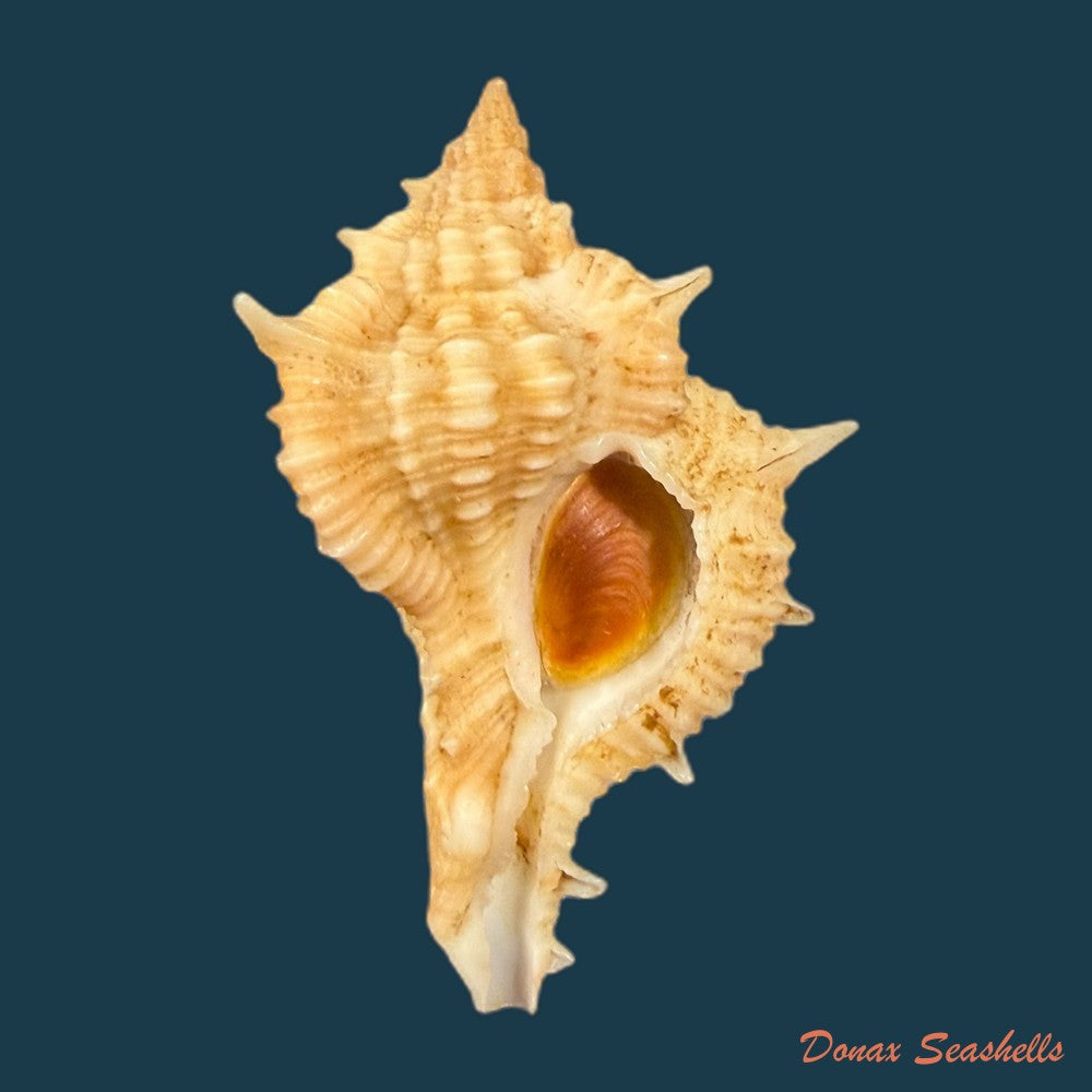 siratus-springeri-h-r-bullis-1964-44-2mm-copia