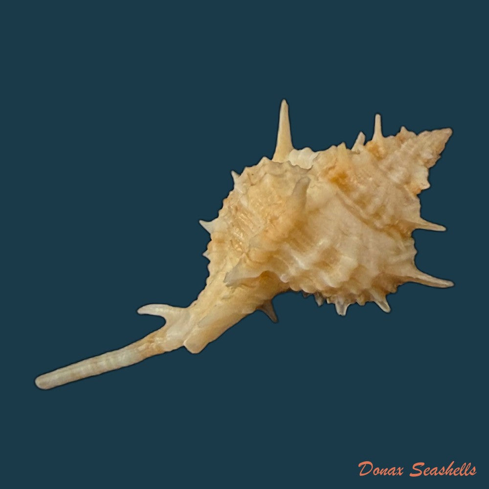 siratus-tenuisculptus-houart-garrigues-2023-30-3mm-copia