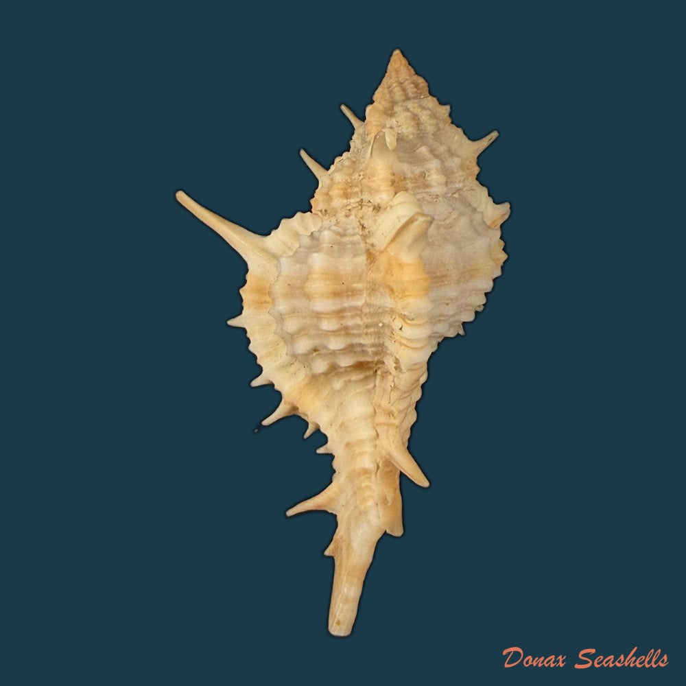 siratus-thompsoni-h-r-bullis-1964-45-3mm-copia