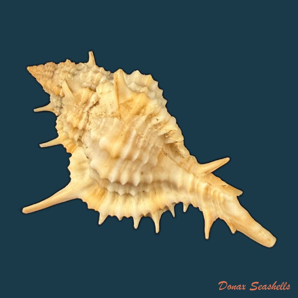 siratus-thompsoni-h-r-bullis-1964-45-3mm-copia