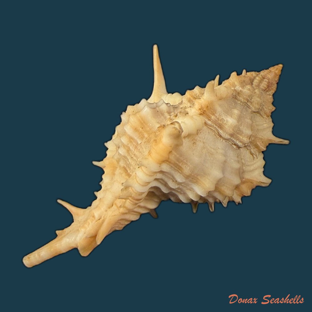 siratus-thompsoni-h-r-bullis-1964-45-3mm-copia
