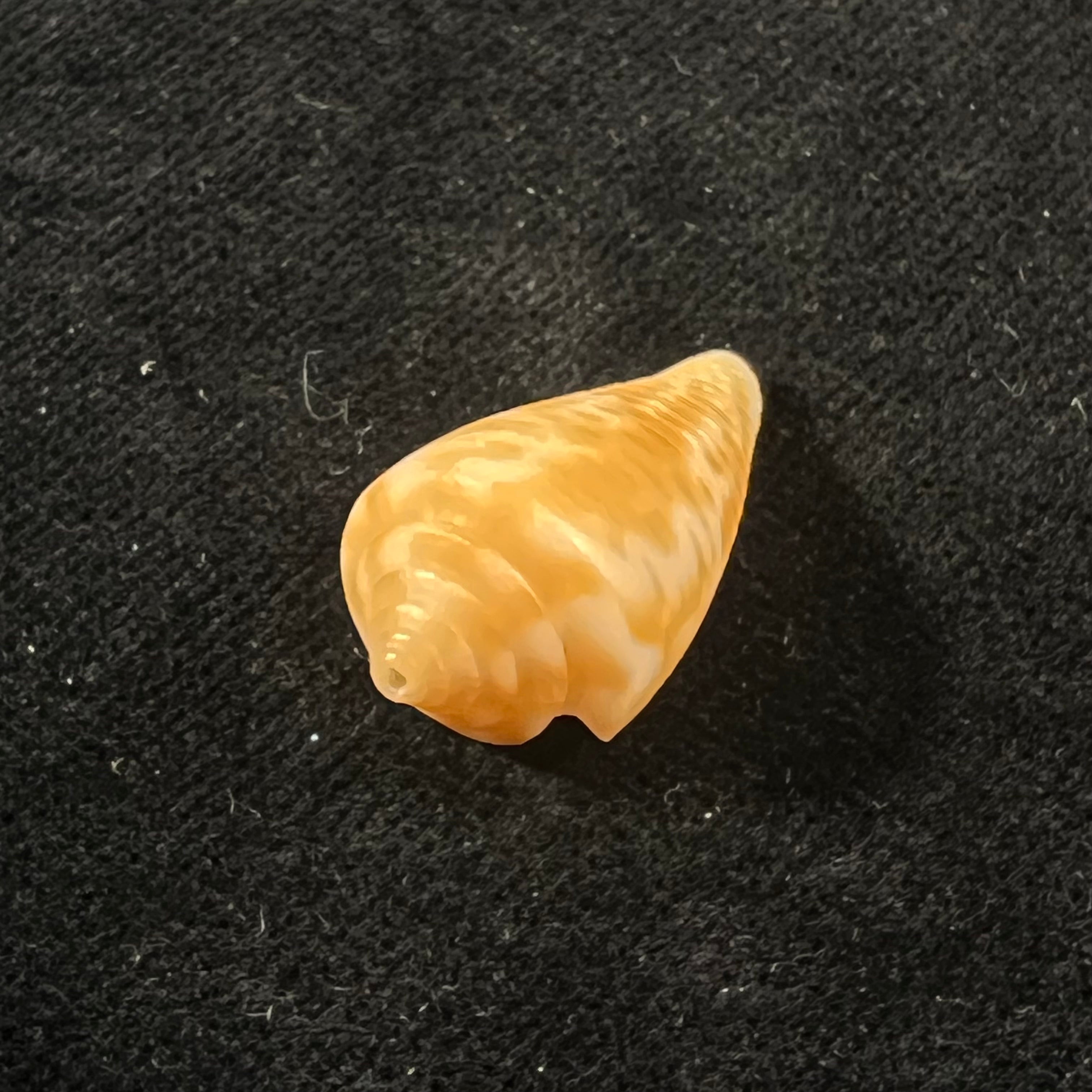 Conus sp - 24,9mm