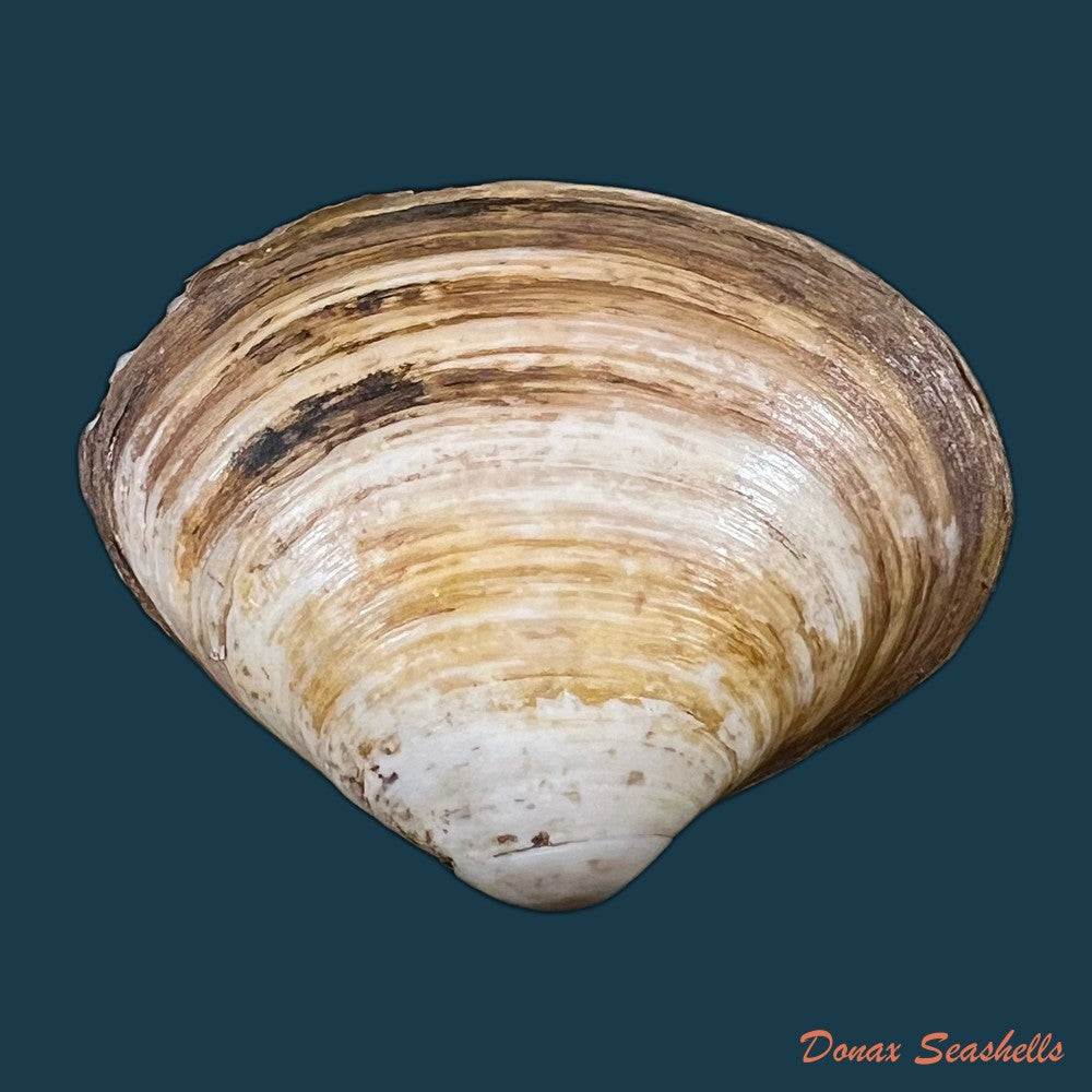 spisula-isabelleana-a-dorbigny-1841-52-7mm-copia