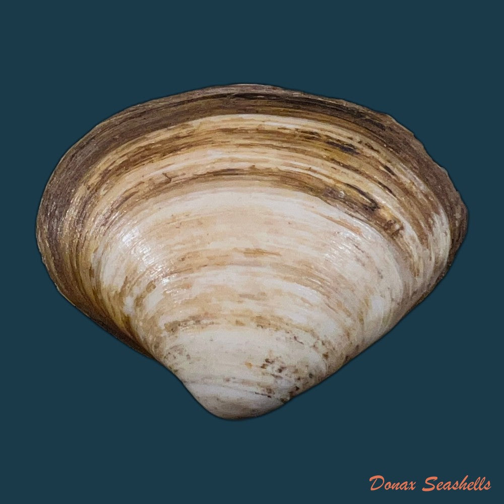 spisula-isabelleana-a-dorbigny-1841-52-7mm-copia