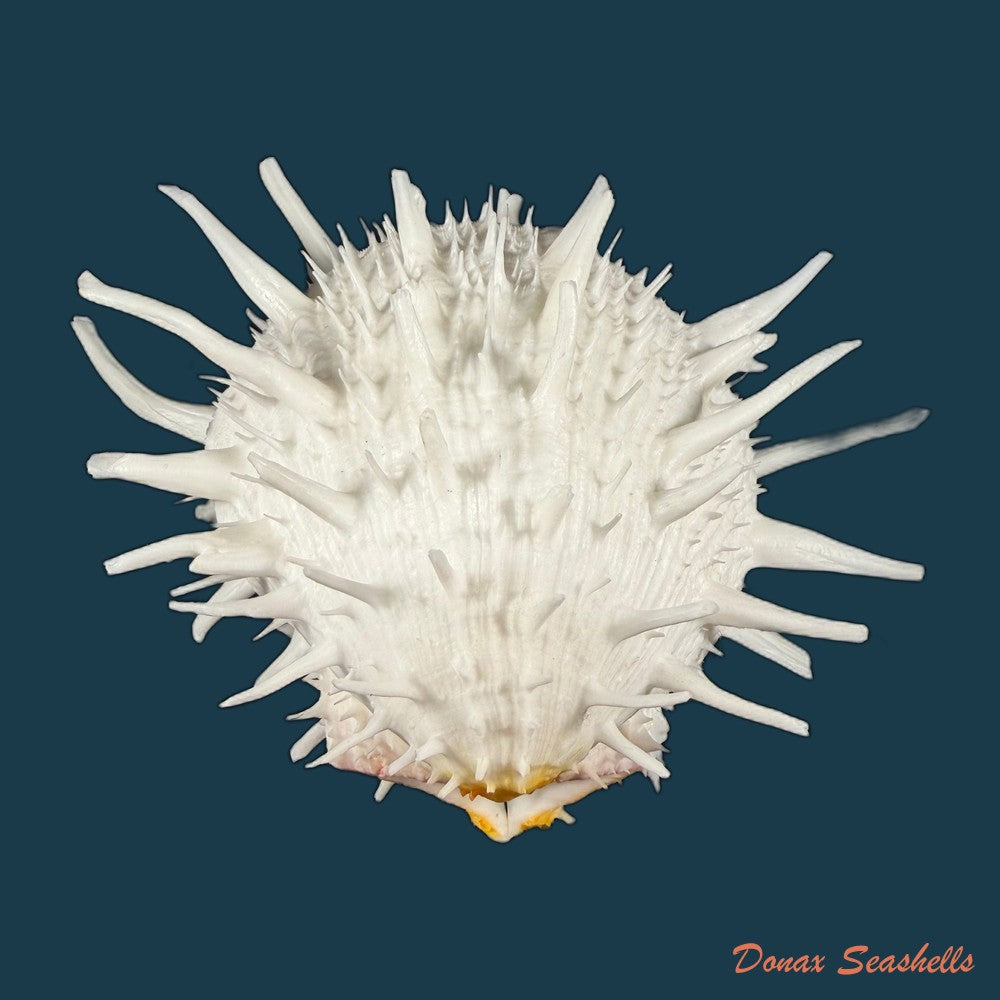 spondylus-americanus-hermann-1781-112-5mm-copia