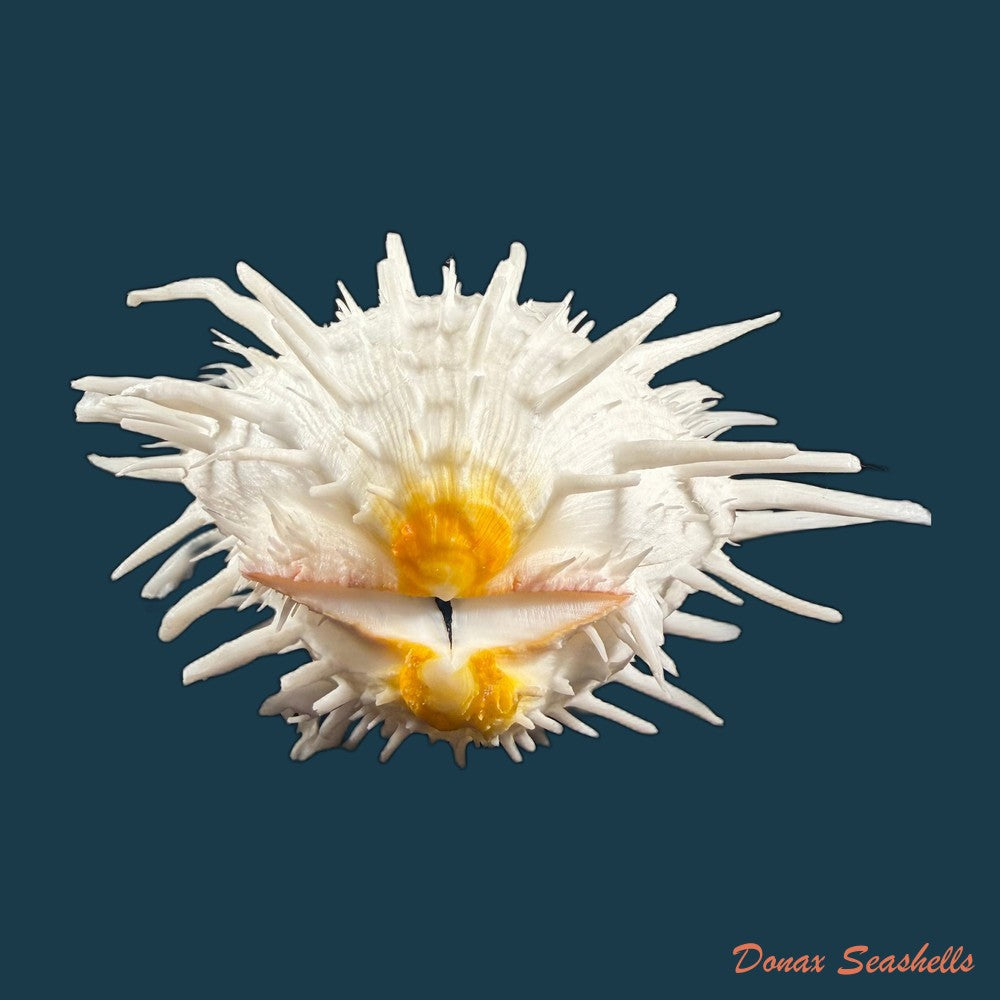 spondylus-americanus-hermann-1781-112-5mm-copia