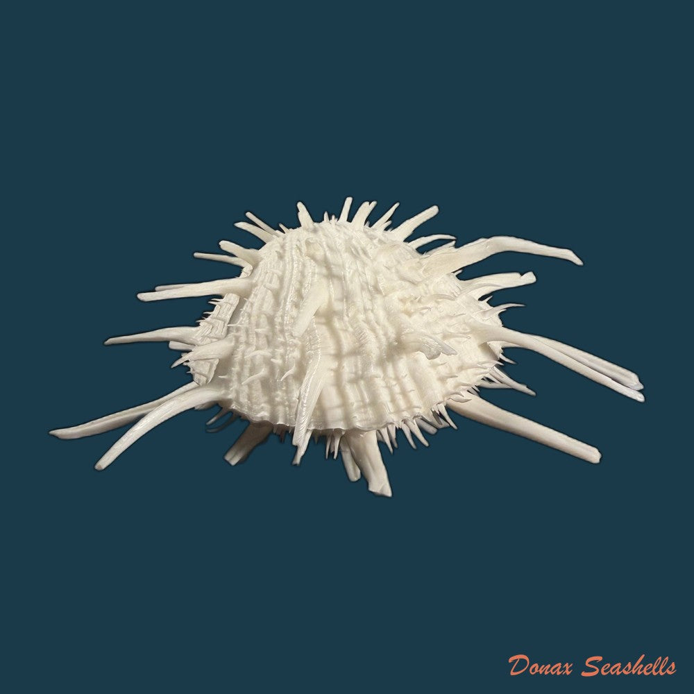 spondylus-americanus-hermann-1781-112-5mm-copia