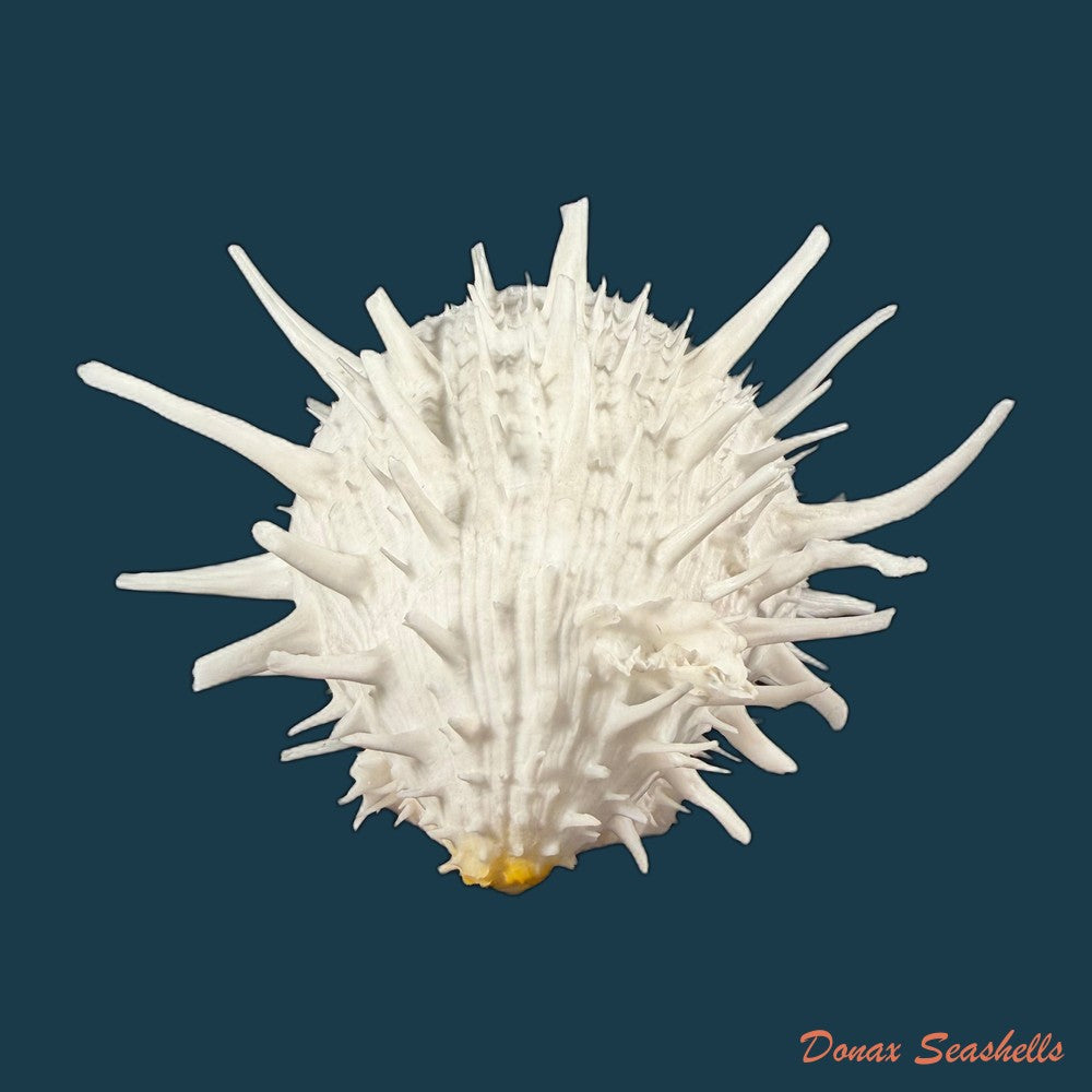 spondylus-americanus-hermann-1781-112-5mm-copia