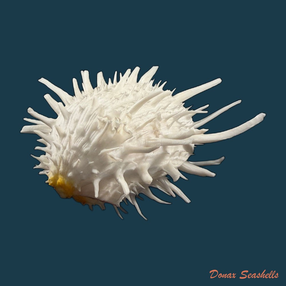 spondylus-americanus-hermann-1781-112-5mm-copia
