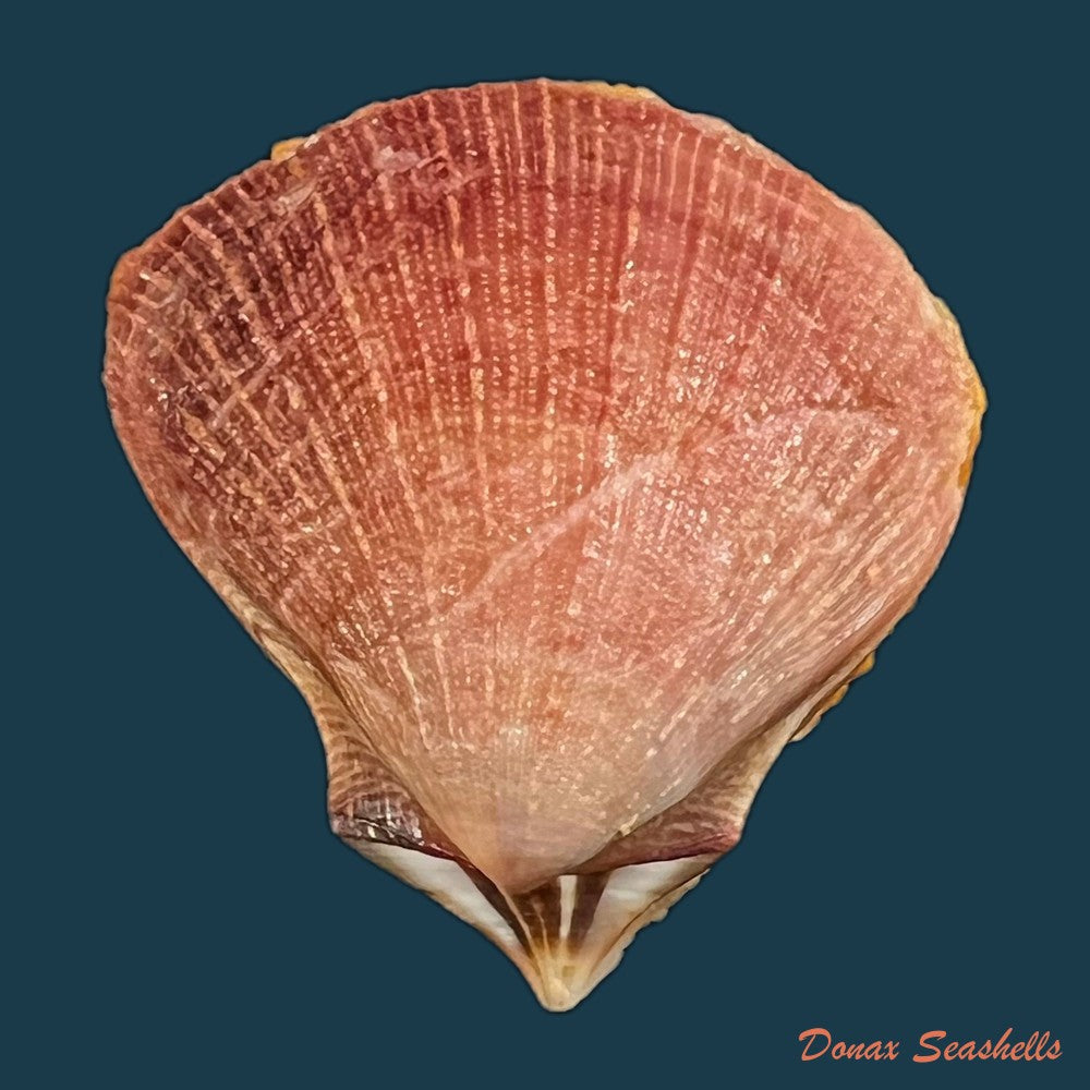 spondylus-anacanthus-mawe-1823-43mm-copia