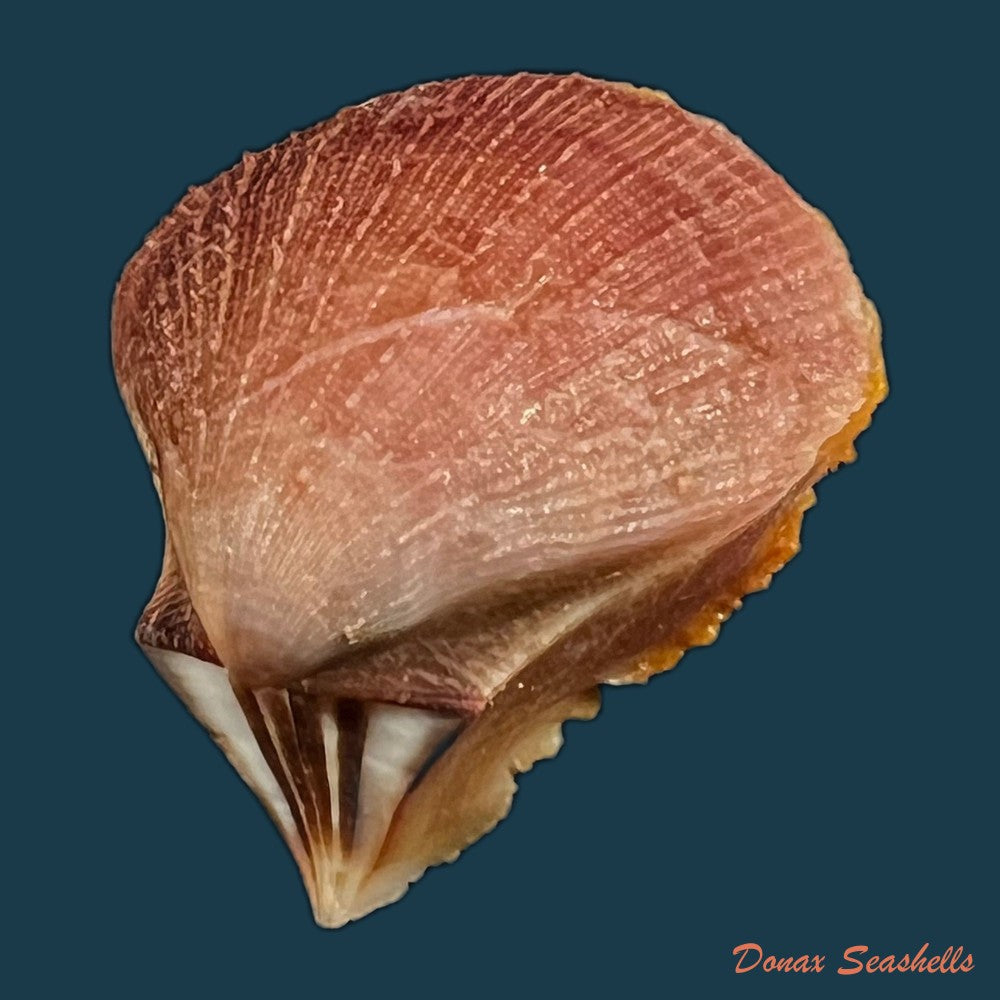 spondylus-anacanthus-mawe-1823-43mm-copia