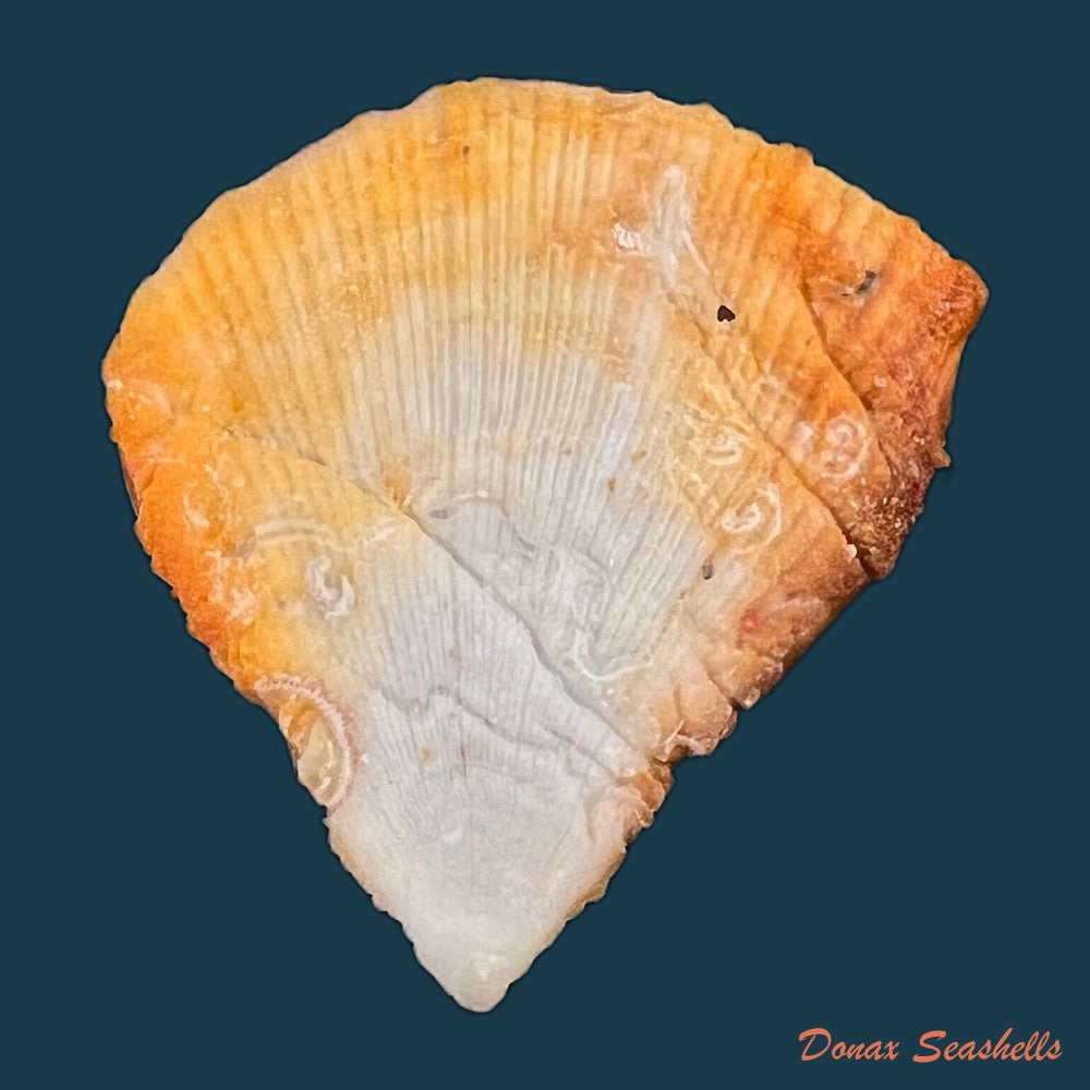 spondylus-anacanthus-mawe-1823-43mm-copia