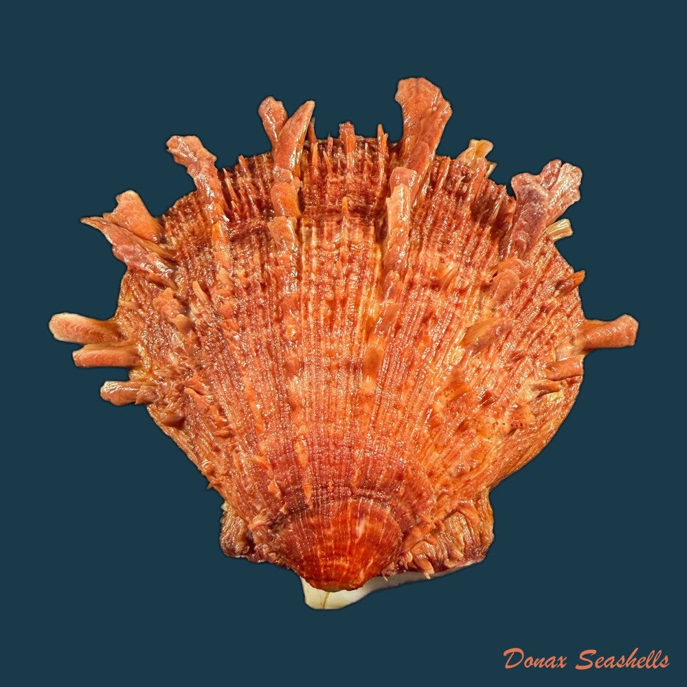 spondylus-ictericus-reeve-1856-44-1mm-copia-1