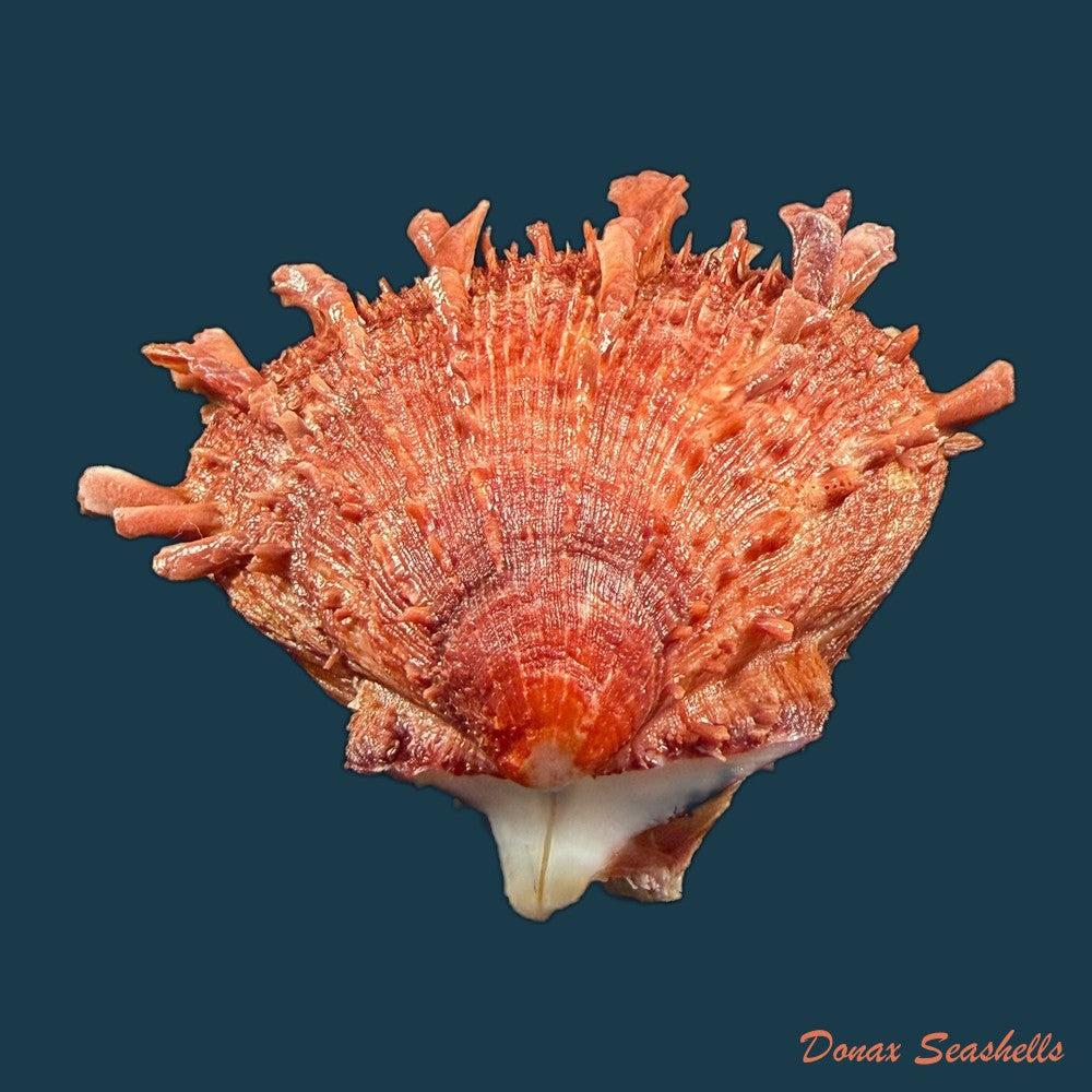 spondylus-ictericus-reeve-1856-44-1mm-copia-1