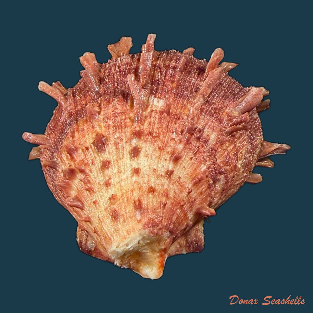spondylus-ictericus-reeve-1856-44-1mm-copia-1