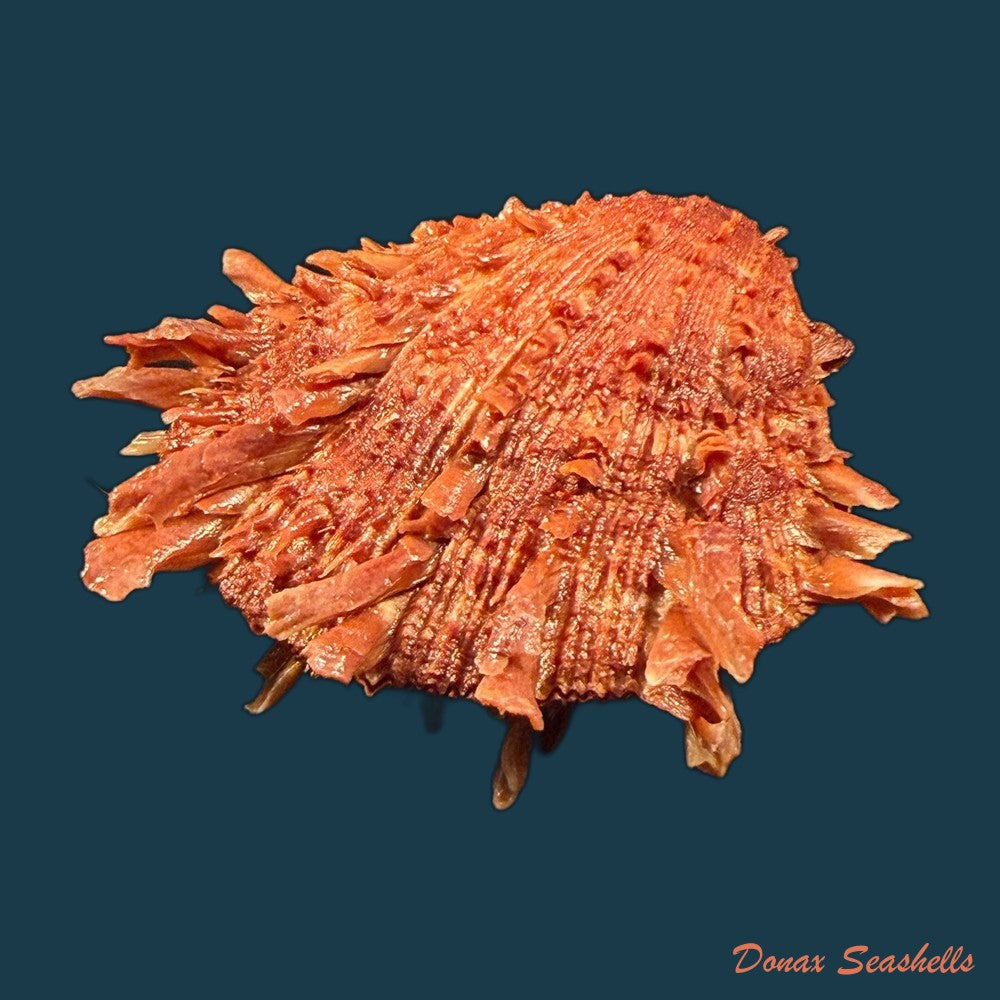 spondylus-ictericus-reeve-1856-44-1mm-copia-1