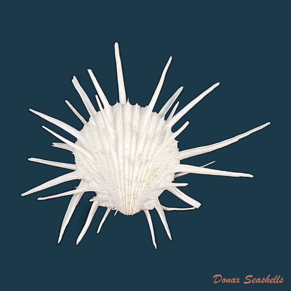 spondylus-ictericus-reeve-1856-44-1mm-copia