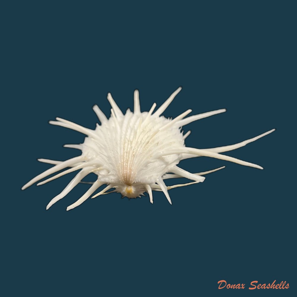 spondylus-ictericus-reeve-1856-44-1mm-copia