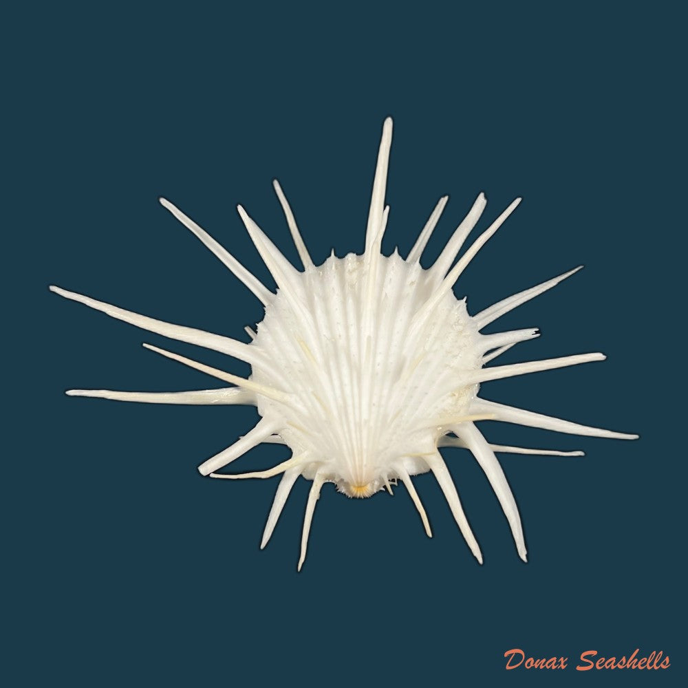 spondylus-ictericus-reeve-1856-44-1mm-copia