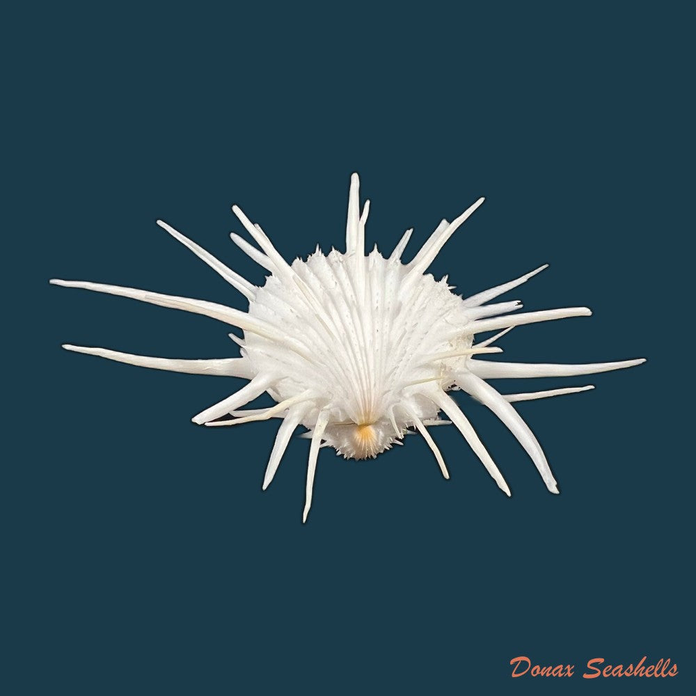 spondylus-ictericus-reeve-1856-44-1mm-copia