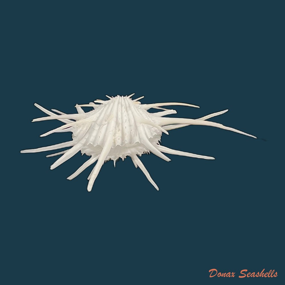 spondylus-ictericus-reeve-1856-44-1mm-copia