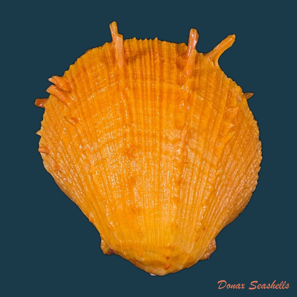 spondylus-ictericus-reeve-1856-67-3mm-copia