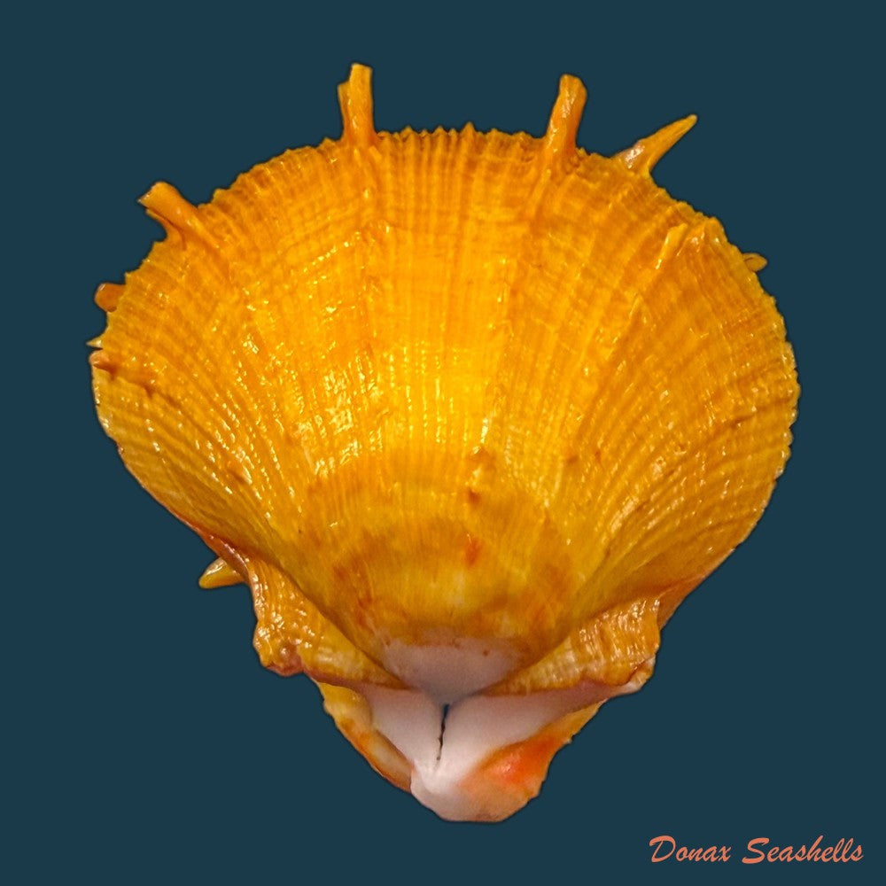 spondylus-ictericus-reeve-1856-67-3mm-copia
