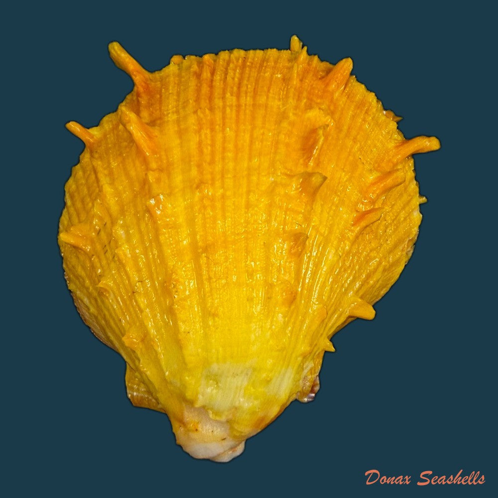 spondylus-ictericus-reeve-1856-67-3mm-copia