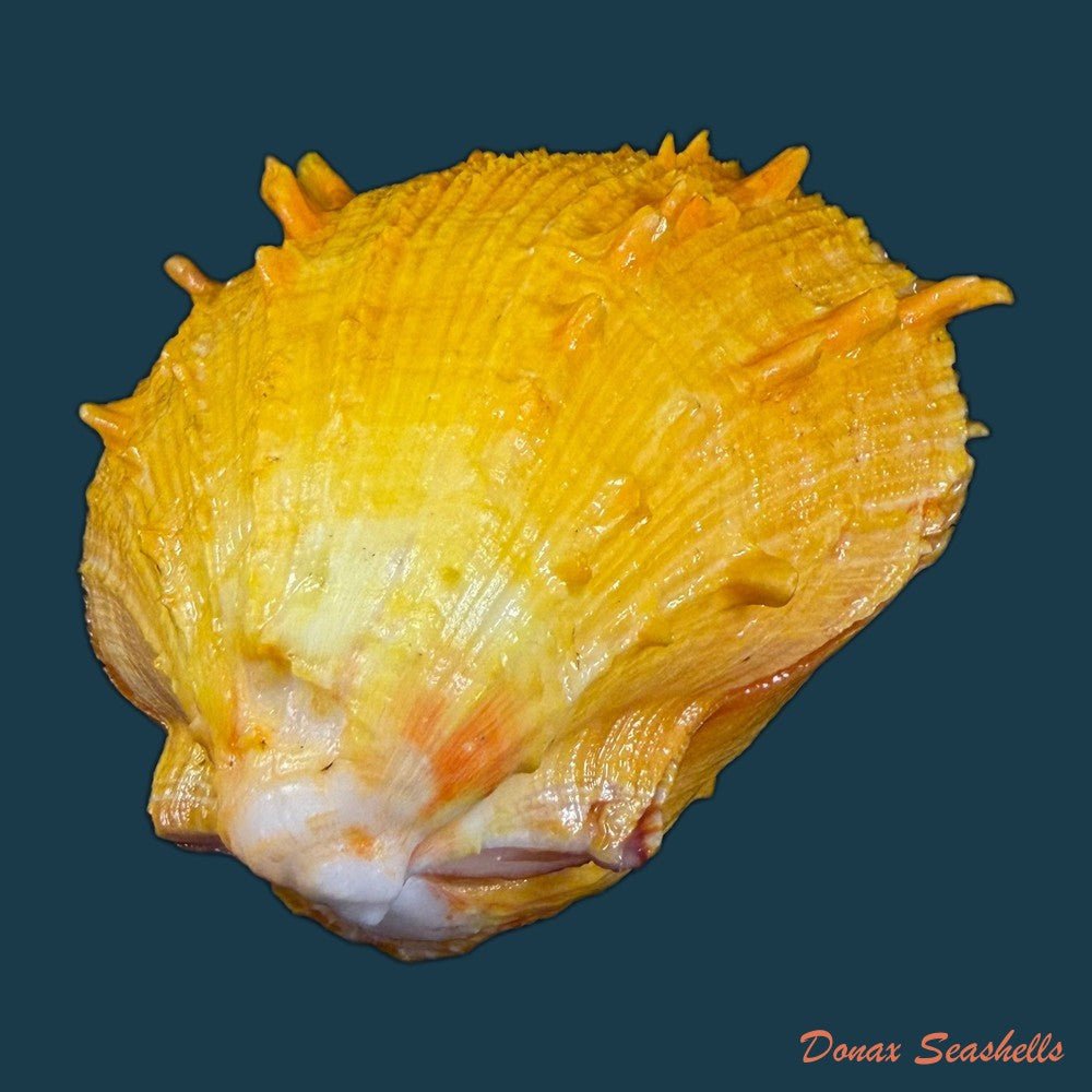 spondylus-ictericus-reeve-1856-67-3mm-copia