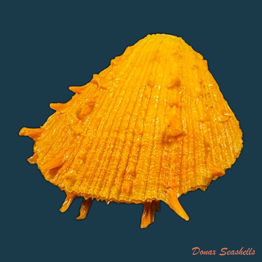 spondylus-ictericus-reeve-1856-67-3mm-copia