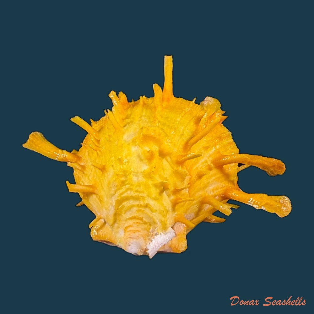 spondylus-ictericus-reeve-1856-70-8mm-copia