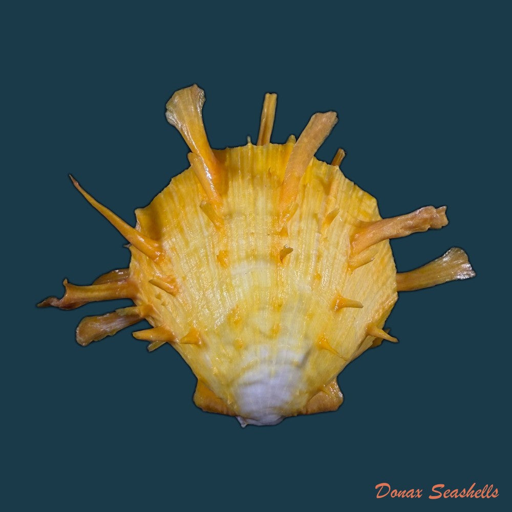 spondylus-ictericus-reeve-1856-70-8mm-copia